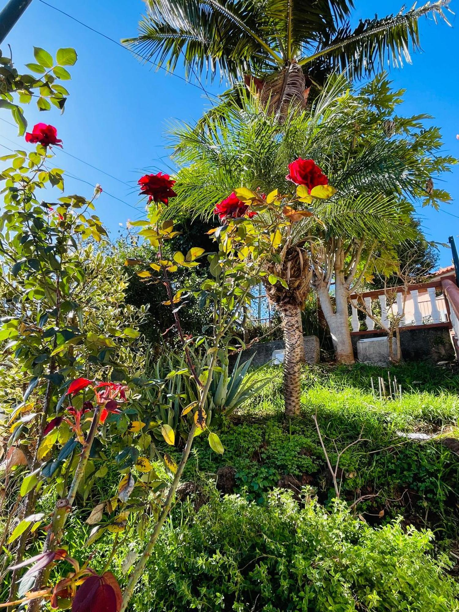 Hotel Cozy House Funchal  Exteriér fotografie